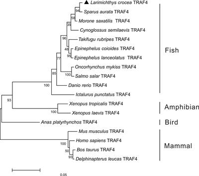 Novel Findings in Teleost TRAF4, a Protein Acts as an Enhancer in TRIF and TRAF6 Mediated Antiviral and Inflammatory Signaling